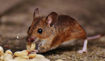 24 Hour & Emergency Exterminators in Fremont, NE